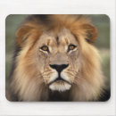 Suche nach löwe foto mousepads Fotografie