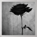 Suche nach black rose poster Blume
