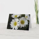 Suche nach weißes gänseblümchen karten Blumen