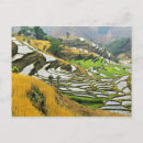 Suche nach yunnan postkarten Landwirtschaft