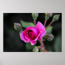 Suche nach knospen poster Naturfotografie