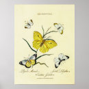 Suche nach vintage schmetterlinge poster Gelb