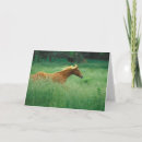 Suche nach hengst karten Ranch