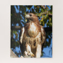 Suche nach raubvogel puzzle Falken