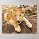 Suche nach brüllen poster Katze