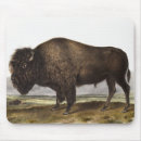 Suche nach amerikanischer büffel mousepads Tierwelt