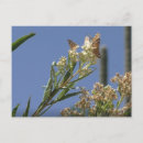 Suche nach gottesanbeterin postkarten Natur