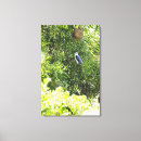 Suche nach südafrika leinwandbilder Vogel