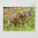 Suche nach kojote postkarten Canis latrans