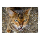 Suche nach bengalisch karten Wild