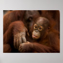 Suche nach orang utan baby poster Dschungel