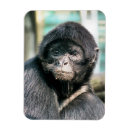 Suche nach wilder affe magnete Niedlich