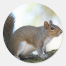 Suche nach braunes eichhörnchen aufkleber Baum