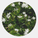 Suche nach jasmin blume aufkleber Tropisch