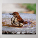 Suche nach drossel poster Wildtiere