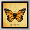 Suche nach lepidoptera poster Schmetterling