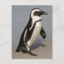 Suche nach afrikanischer pinguin postkarten Südafrika