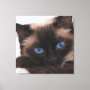 Suche nach kätzchen leinwandbilder Für haustiere