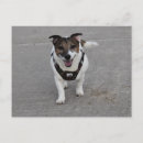 Suche nach dog portrait postkarten Terrier