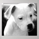 Suche nach american bulldog poster Haustiere