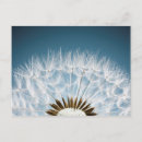 Suche nach seeds postkarten Blume