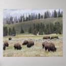 Suche nach bison poster Wild lebende tiere