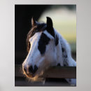 Suche nach sinti und roma vanner poster Kopfschuss