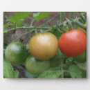 Suche nach tomaten fotoplatten Nahrung