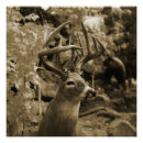 Suche nach weißer hirsch poster Jagd
