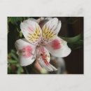 Suche nach alstroemeria postkarten Blätter