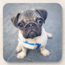 Suche nach niedliche welpen untersetzer Niedliches baby