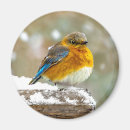 Suche nach singvögel magnete Schnee