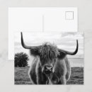 Suche nach lustiger stier postkarten Rinder
