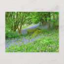 Suche nach bluebells postkarten Blau