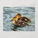 Suche nach entlein postkarten Enten