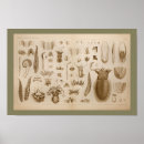 Suche nach octopus poster Tentakel