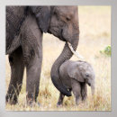 Suche nach baby elephant poster Für alle