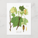 Suche nach multi region Flora