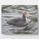 Suche nach küken fotoplatten Niedlich