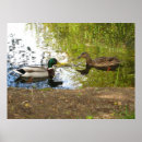 Suche nach enten im flug poster Wildtiere