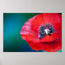 Suche nach roter kopf poster Blume