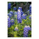 Suche nach texasbluebonnet Frühjahr