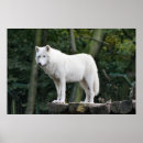 Suche nach white wolf poster Wild