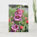 Suche nach rosa hollyhock karten Mit blumen
