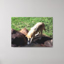 Suche nach grauwolf leinwandbilder Natur