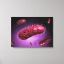 Suche nach bakterien leinwandbilder Zelle