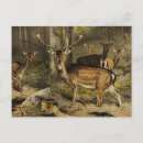 Suche nach zoologie postkarten Vintage