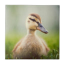 Suche nach selektiver fokus fliesen Wild lebende tiere