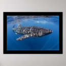 Suche nach walhai poster Haifisch