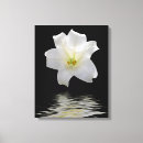 Suche nach weiße lilie leinwandbilder Pflanze